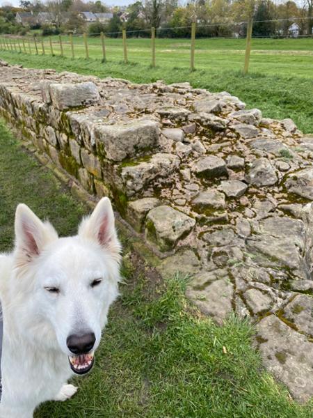 We had a wonderful dog-friendly journey.