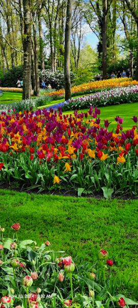 Best of Holland tour