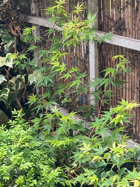 Acer palmatum ‘Sango Kaku’