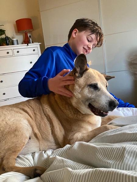 None compares to Pets Drugs Online