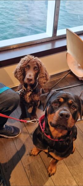 Great service. Dog friendly. Flexible.