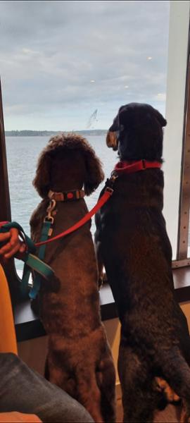 Great service. Dog friendly. Flexible.