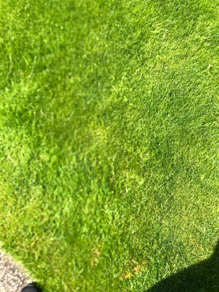 Lush lawns