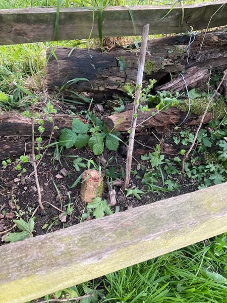 Satisfied customer, with a nice new hedge!