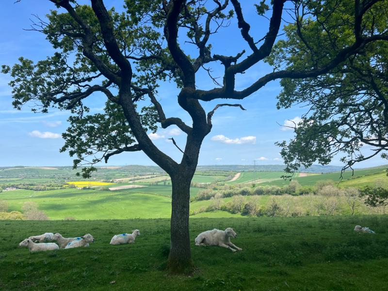 Wonderful pair of hikes in Southern England