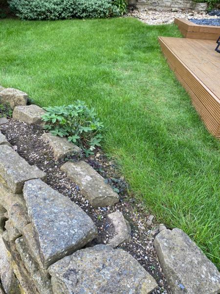 Garden lawn moss and thatch removal and seed repair.