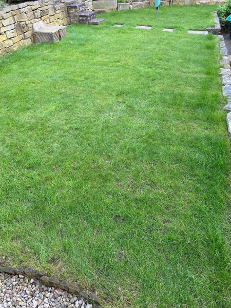 Garden lawn moss and thatch removal and seed repair.