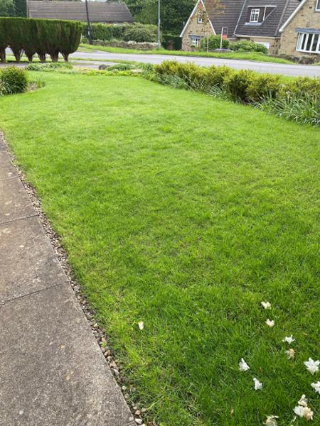 Garden lawn moss and thatch removal and seed repair.