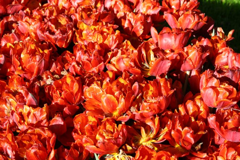 Best of Holland