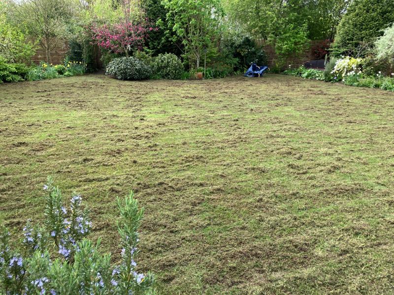 Over seeding a moss ridden lawn