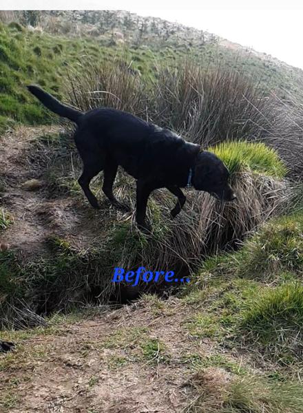 Spot the Difference; before and after Pooch and Mutt!