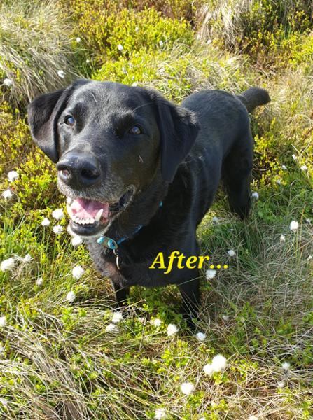 Spot the Difference; before and after Pooch and Mutt!