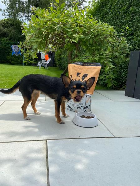 Primal food, Chihuahua finally happy!