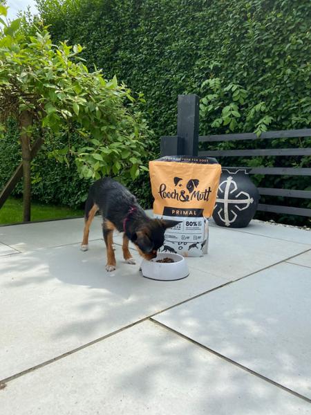 Primal food, Chihuahua finally happy!