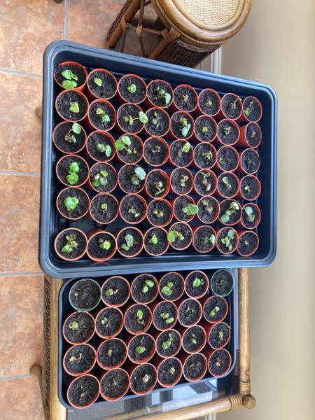 Disappointed with the standard of plants despatched by Van Meuwen.