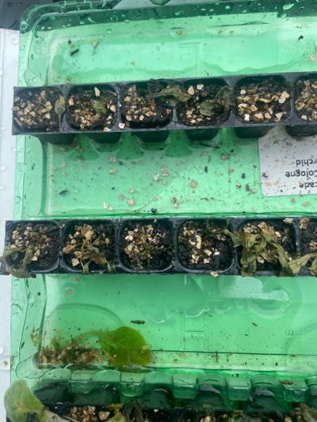 Service fair to middling, plants bad.