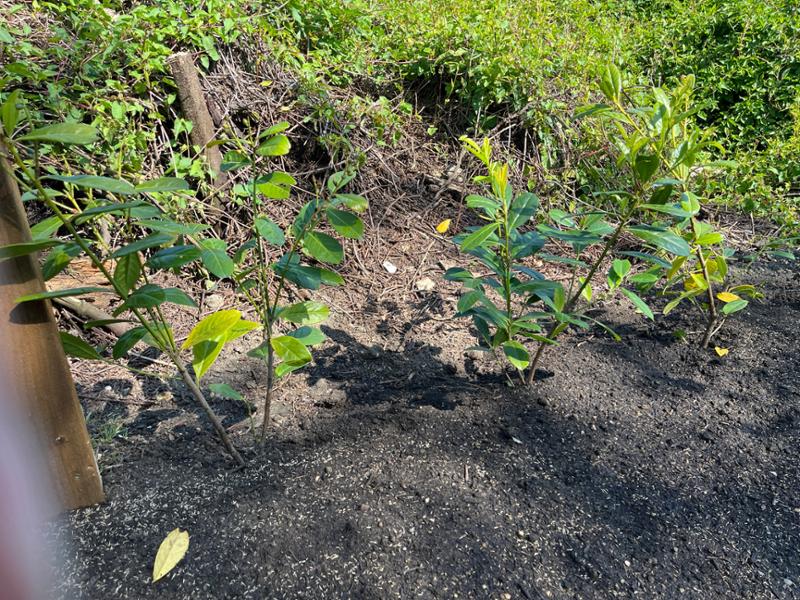 Nice large healthy plants