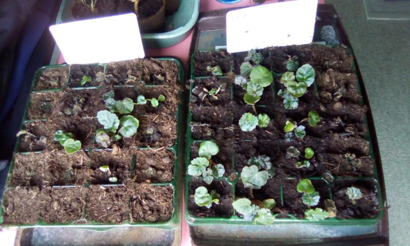 Mixed Begonias