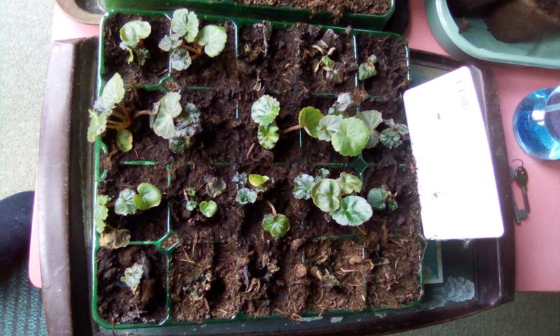 Mixed Begonias