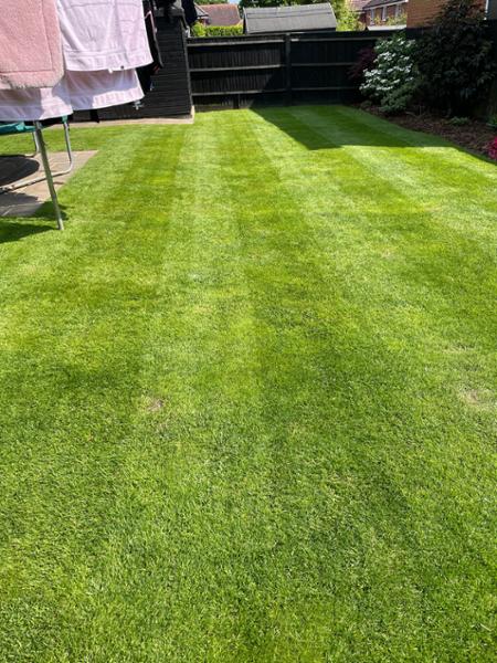 Birds pecking lawn