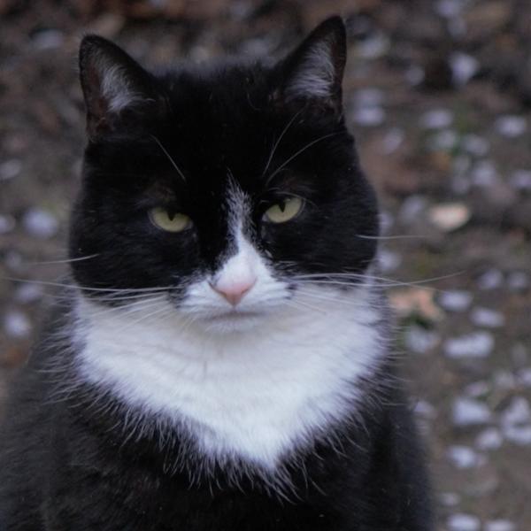 Dry Cat Food | 1.5kg | Hypoallergenic | Salmon and Herring | Grain Free & Natural Ingredients | Vet Recommended | Purr and Miaow