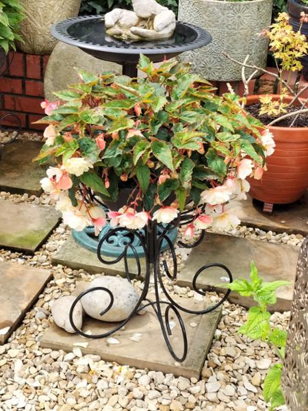 Beautiful Begonias