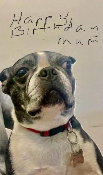 Gloriously Grain Free Dog Food Mixer Meal