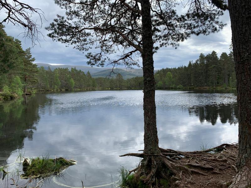 Magical strathspey