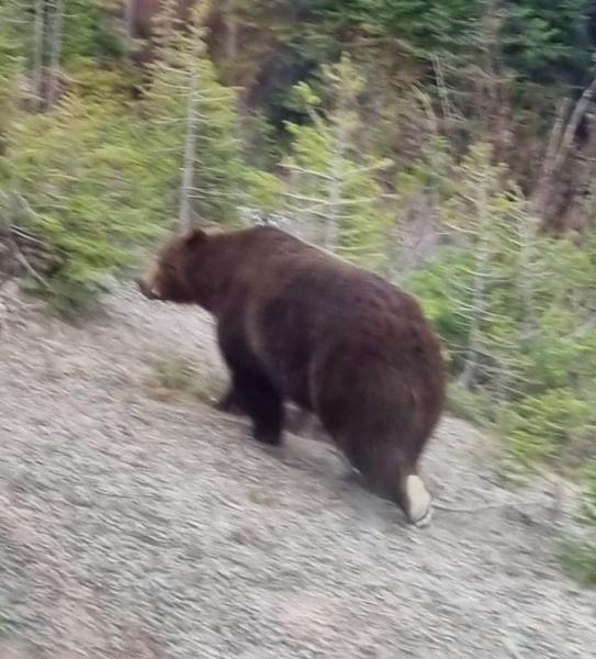 Canadas Rocky Mountaineer & Alaska Cruise