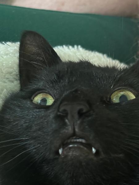 Adult Multipack Wet Cat Food