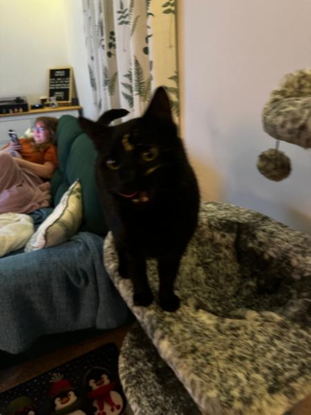 Adult Multipack Wet Cat Food