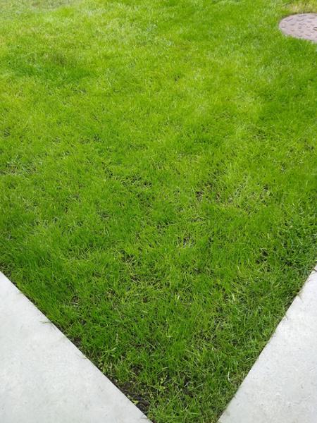 Great seed for a clay soil