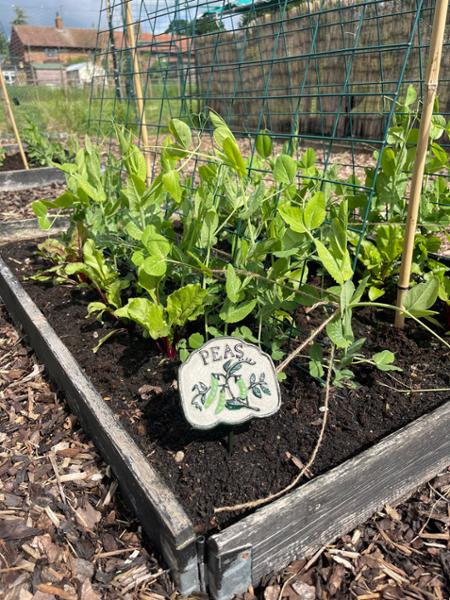Vegetable patch plaques