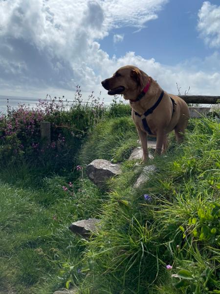 Lovely dog friendly walk in South Cornwall