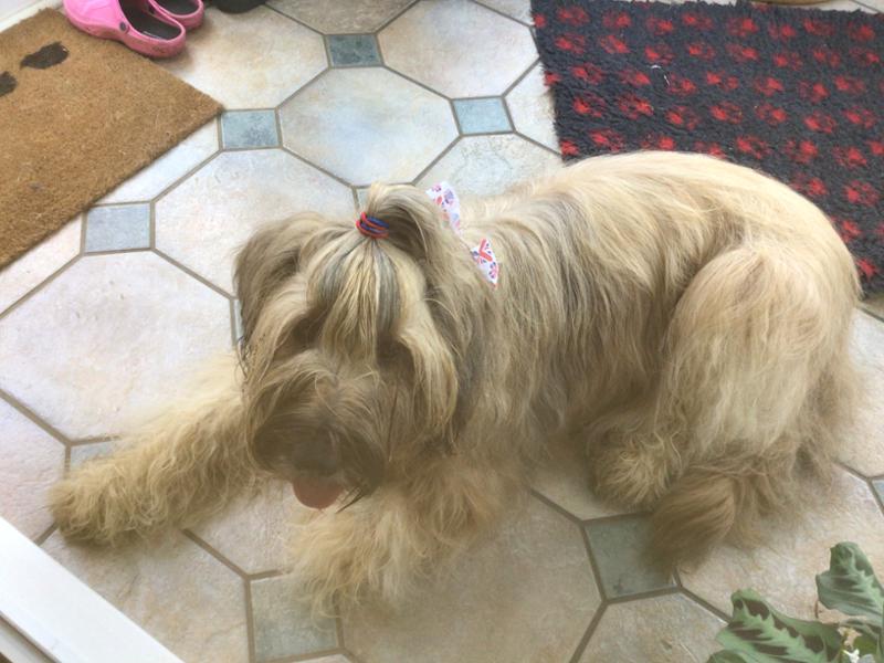 Pet Drugs Online Reviews Customer Service Reviews for https//www