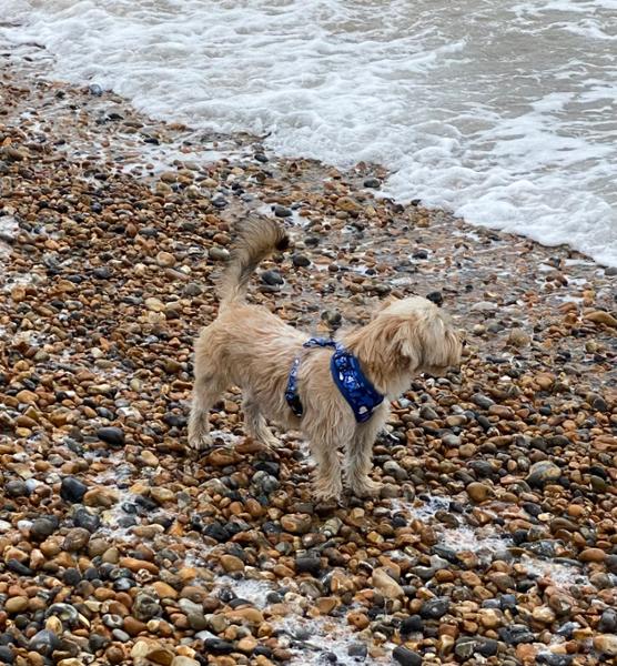 Lovely harness