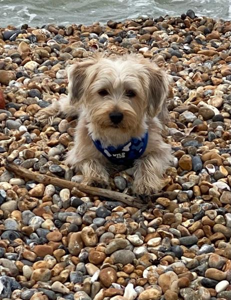 Lovely harness