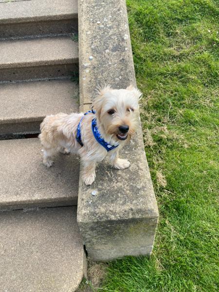 Lovely harness