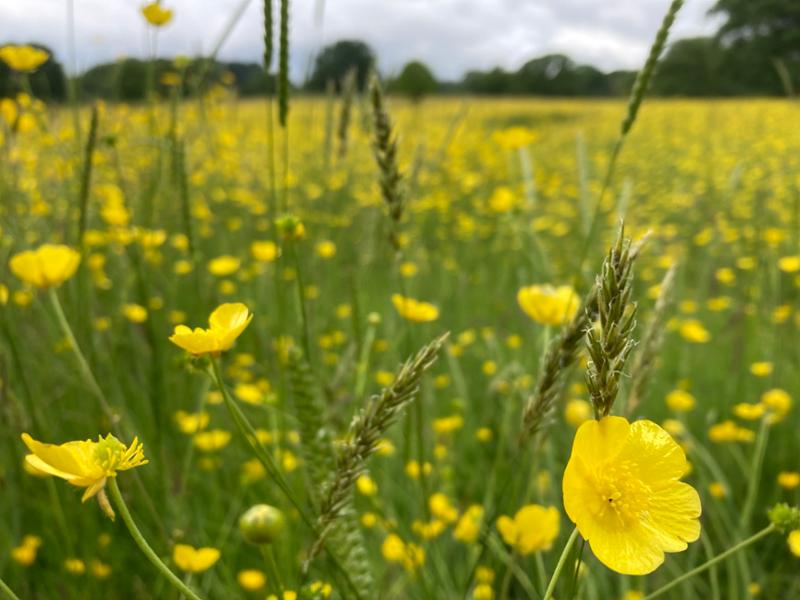 Walking Shropshire