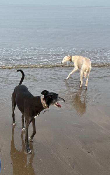 Happy Hounds
