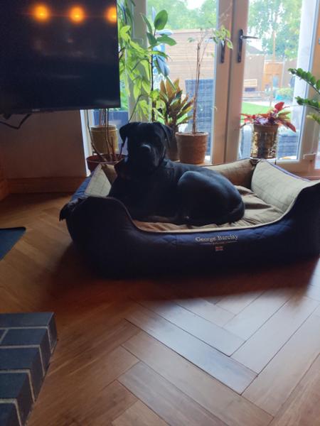 Get it, it's well worth it, you won't ever need to buy a dog bed ever again