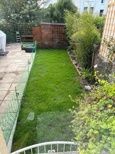Great clay soil lawn seed