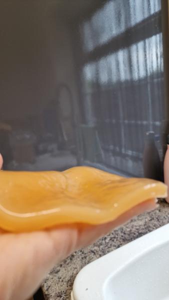 Organic Kombucha Scoby