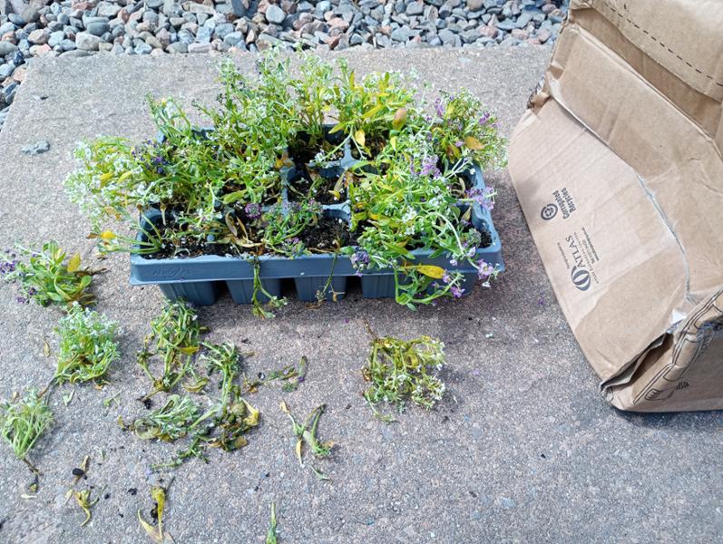 Great service - poor quality plants