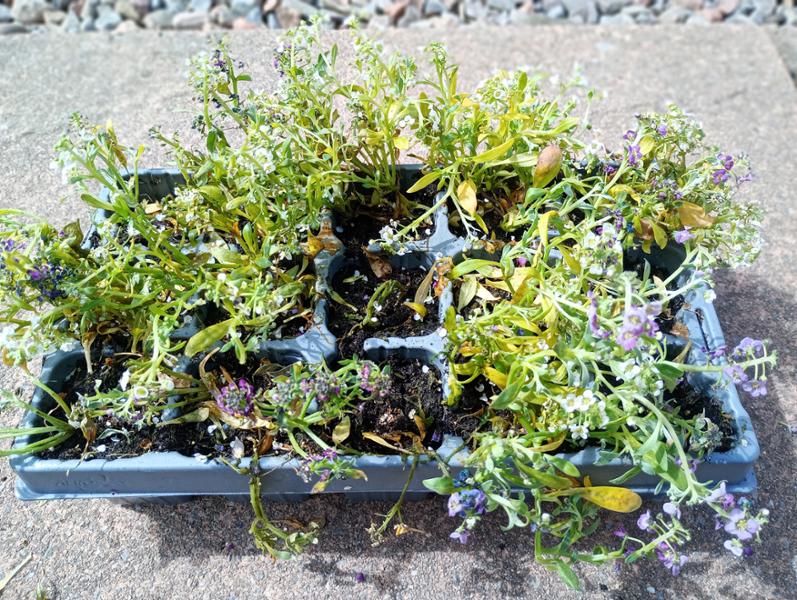 Great service - poor quality plants