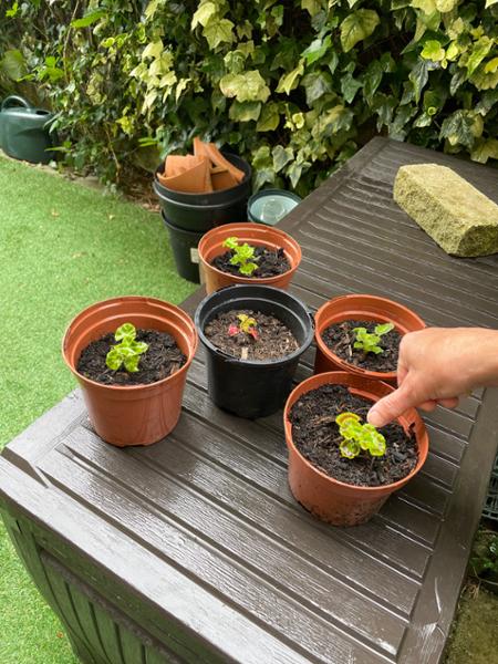 Alive but not growing