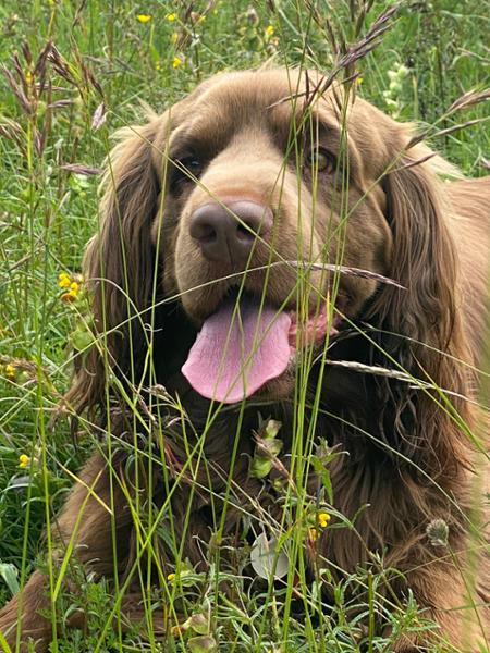 Gloriously Grain Free Dog Food Mixer Meal