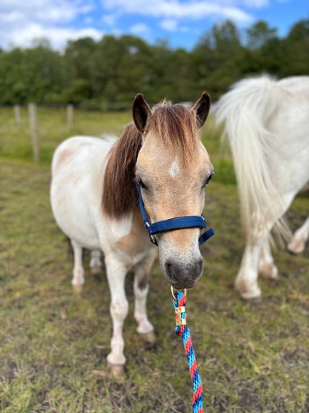 Topaz Nylon Headcollar