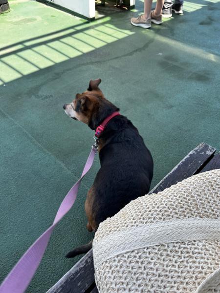 First voyage with red funnel