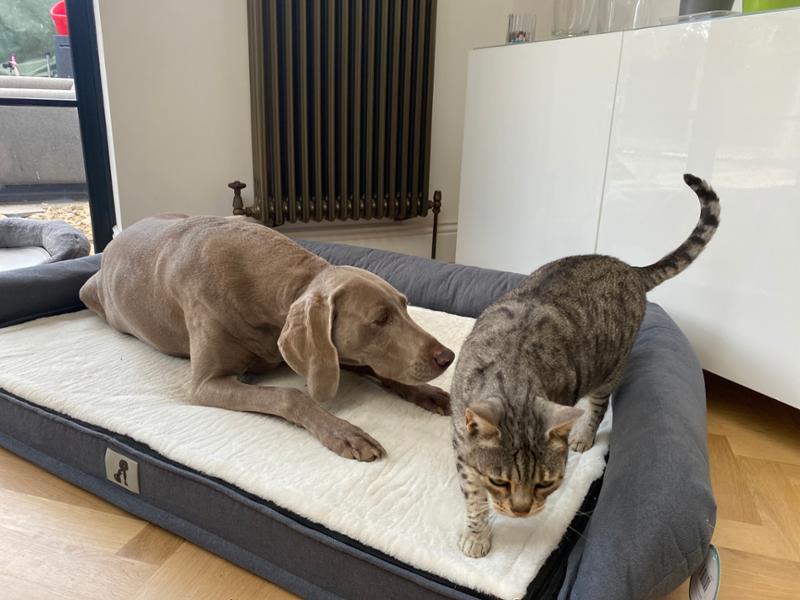 Grayson Luxury Memory Foam Dog Bed XL 120x80cm